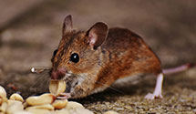24 Hour & Emergency Exterminators in Hushpuckena, MS
